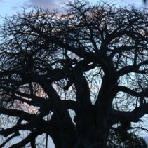 Il Baobab